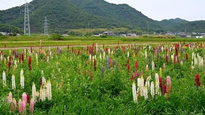 加古川市志方町 ルピナス 場所が変わってました