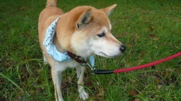 「犬のしつけ方教室」@桃井原っぱ公園 お申込み受付中