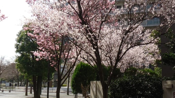 マンションの合間に咲く桜