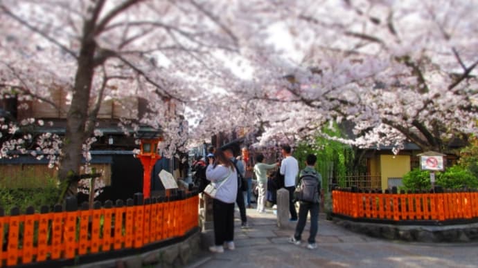 祗園しだれ桜