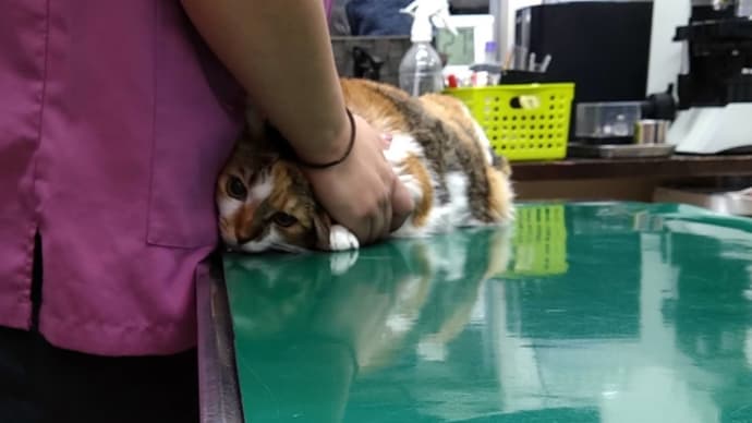 つぶあん、緊急入院