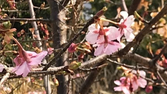 愛宕山の河津桜の開花状況