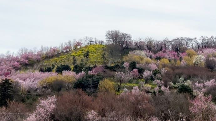 4月3日(水)福島の桃源郷·花見山へ