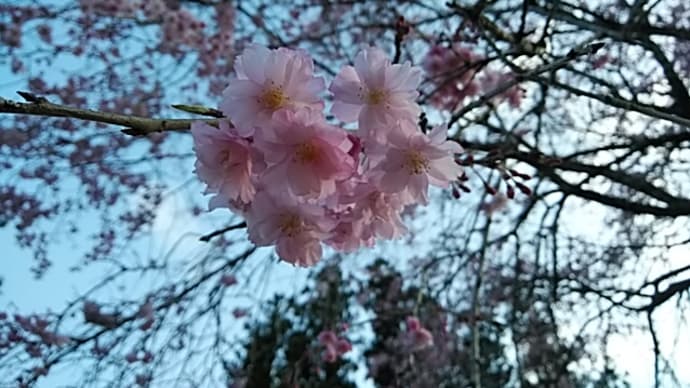 枝垂桜(しだれざくら)・糸桜・しだり桜