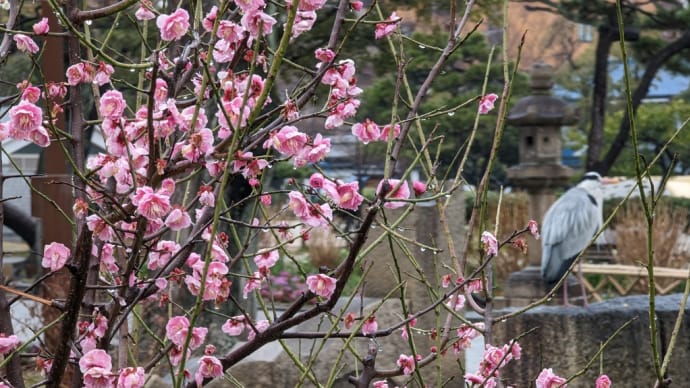 雨の公園は、鳥の楽園♫