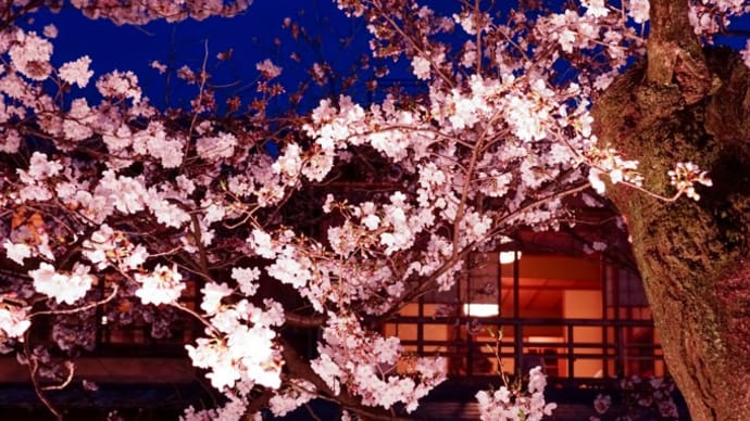 狂乱 一強桜花賞