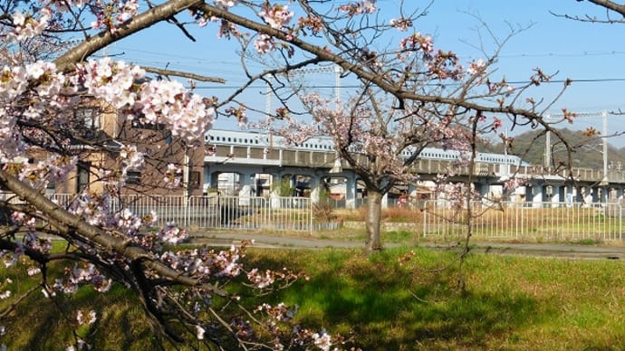 桜 と 九州新幹線さくら