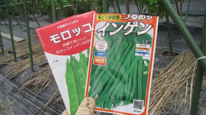 秋インゲンのタネまき
