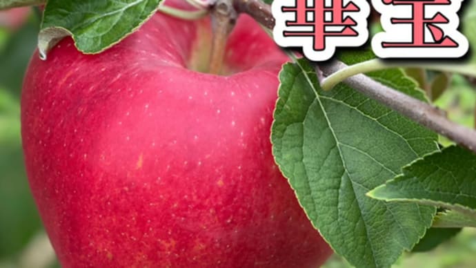 りんご業界期待の新品種「華宝（かほう）」　2022年10月1日（土）
