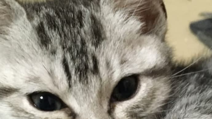 腹べこヨハン