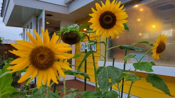 ひまわり🌻