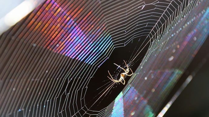 魅惑の蜘蛛の糸