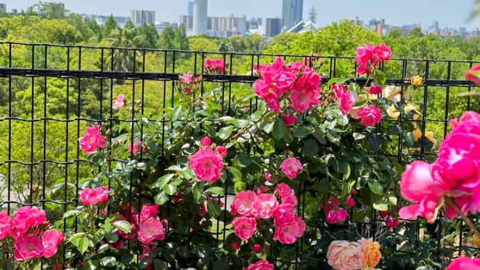 鶴見緑地公園バラ園に咲く「ハイブリッド・ティー・ローズ」🌹