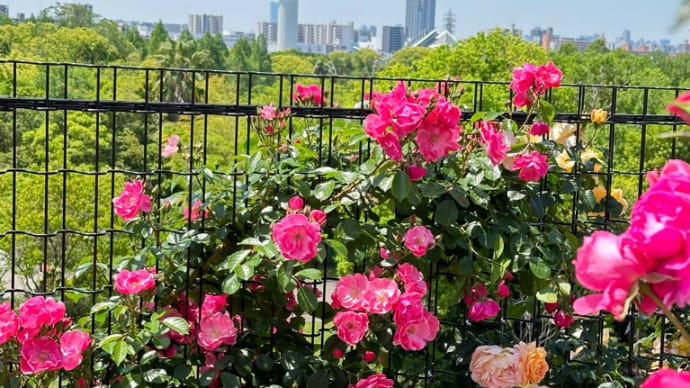 鶴見緑地公園バラ園に咲く「ハイブリッド・ティー・ローズ」🌹