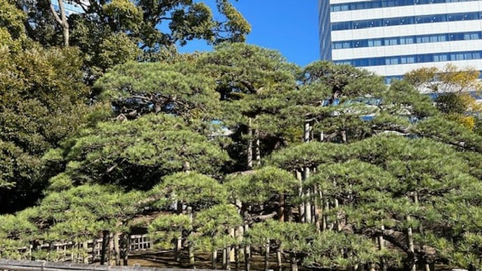 中尊寺金色堂特別展と樹齢三百年の松