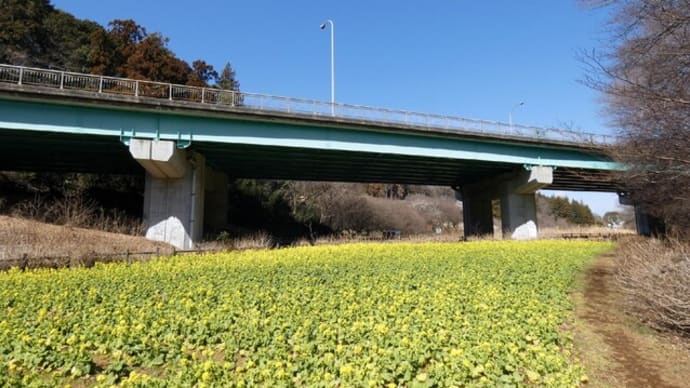 追分市民の森 菜の花 白梅 丘の桜 (2022/02/28)