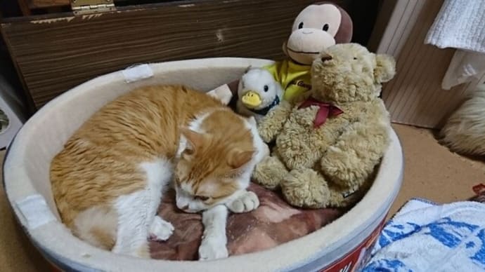10月8日(金) 猫の麦とごまの日常日記