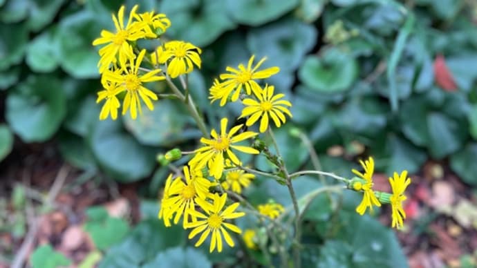 ツワブキの花