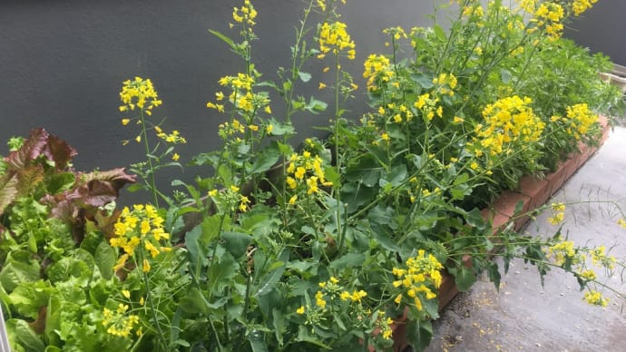 今年の花粉症