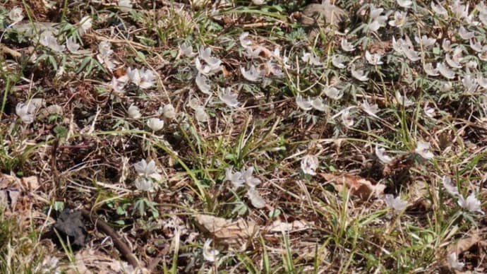 長野県上伊那郡辰野町上島のセツブンソウ（節分草）