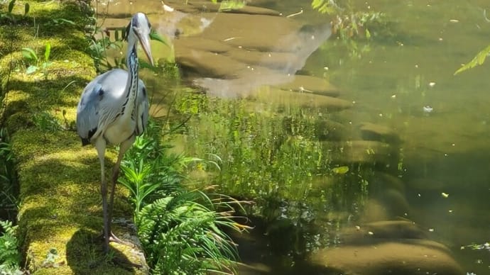 各種 鳥揃えております