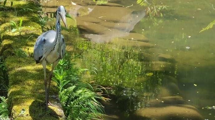 各種　鳥揃えております