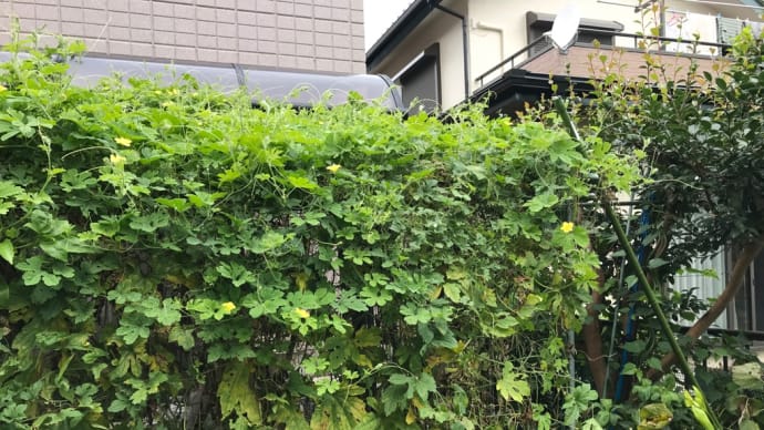 庭の片付けと秋ジャカ