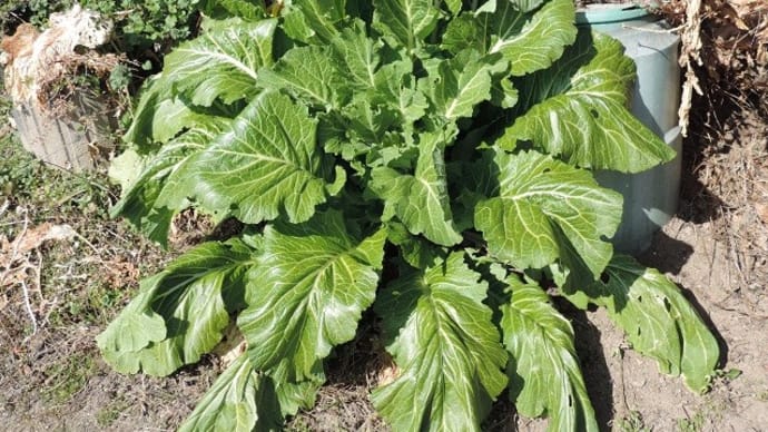 巨大な根菜が ⁉