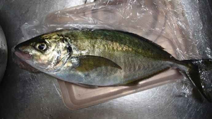 ようやく畝の用意ができました