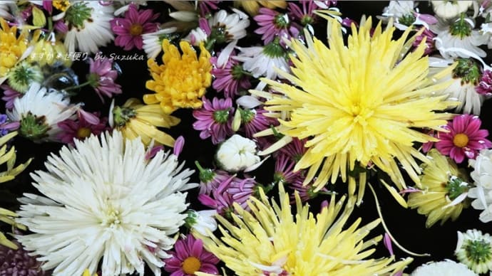 菊の花手水