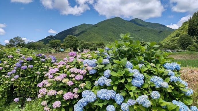 お出かけ あじさいの里へ