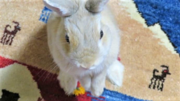 うさぎ学長!わちゃまる君!(その114)蚊を退治したい、わちゃまる君