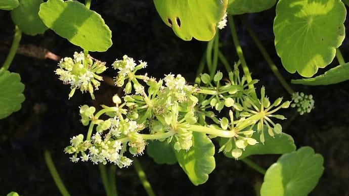 チドメグサ?ゼニクサ??‐ 池の水草