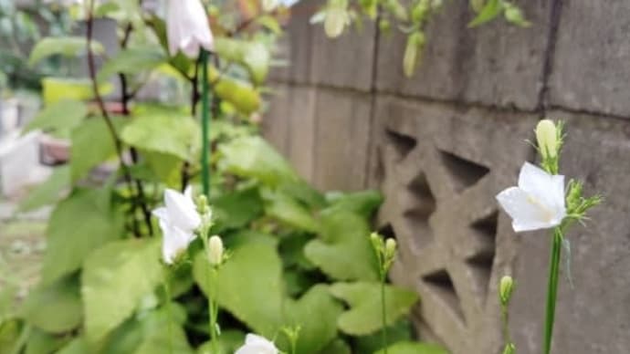 My　garden　【カンパニューラ　ホワイトジェム】宿根草