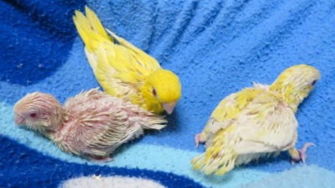 ハーフサイダー サザナミインコ