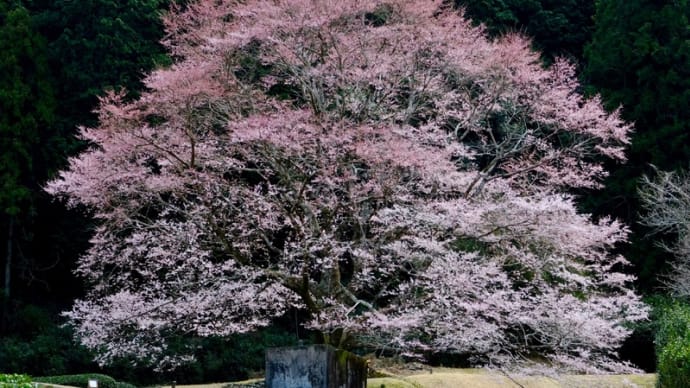 竹原の淡墨桜に初めて出会いました(1)