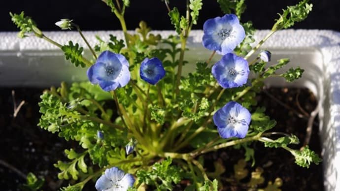 ネモフィラ・花がたくさん・・・
