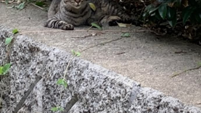 たかさん、予定外の出来事とチビ猫