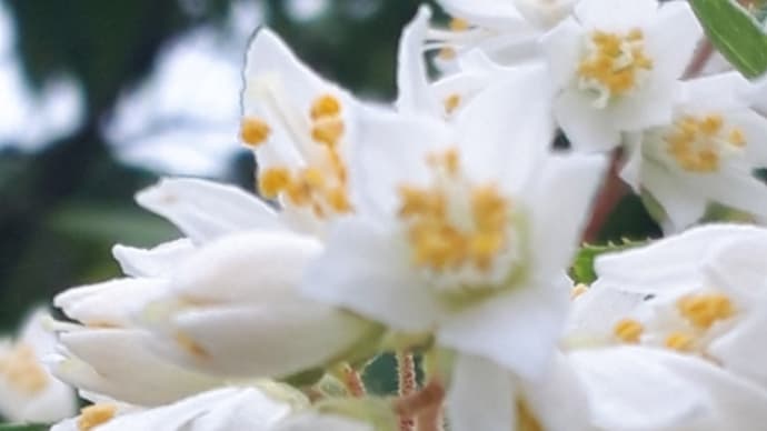 ★ウツギの花