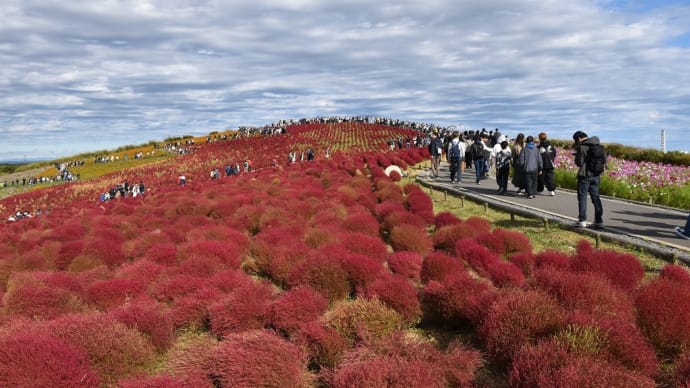 コキア・コスモス狩り 茨城県ひたちなか市馬渡 国営ひたち海浜公園:コキアカーニバル(2)みはらしの丘頂上へ向かってます