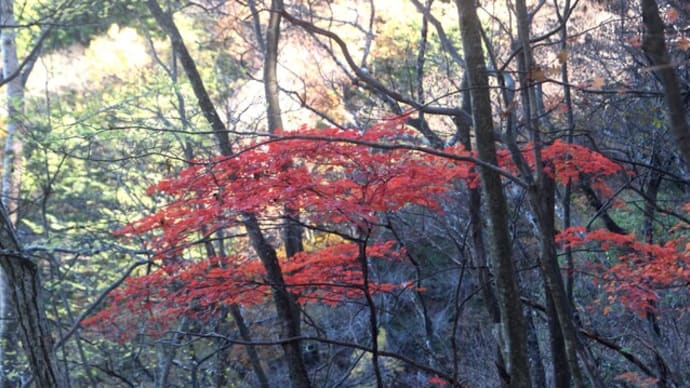 鉄五郎道で大塚山へ（2024年11月29日）