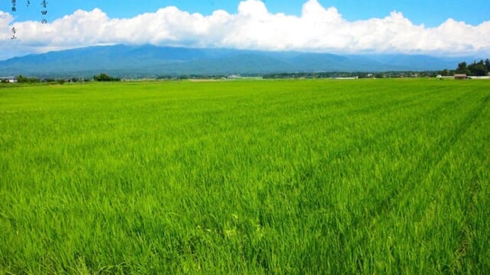 青田