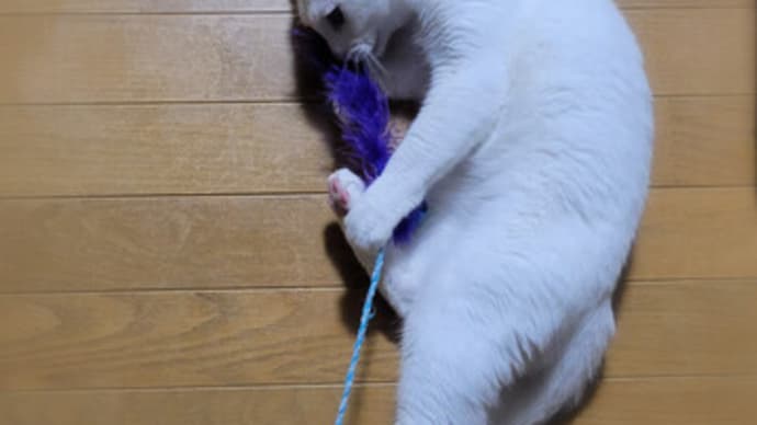 じゃれじゃれ本気モード