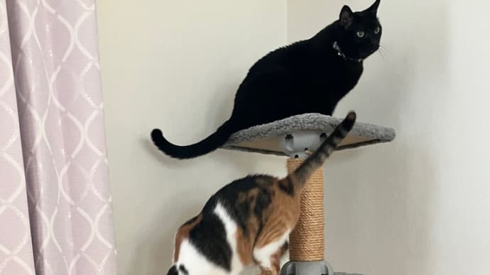 ウチの保護猫たち