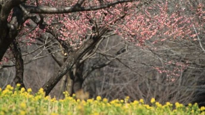 赤城千本桜の菜の花2022
