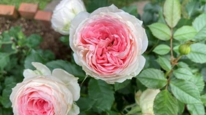 咲いては去って行く花