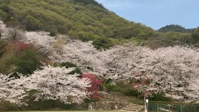 桜(5) 不動の滝