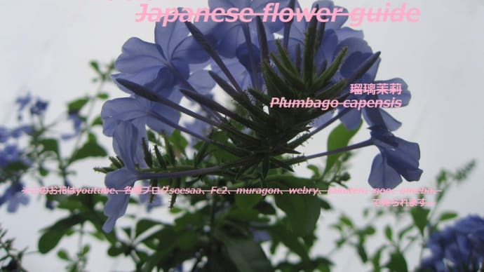 美しい青？！beautiful blue? !