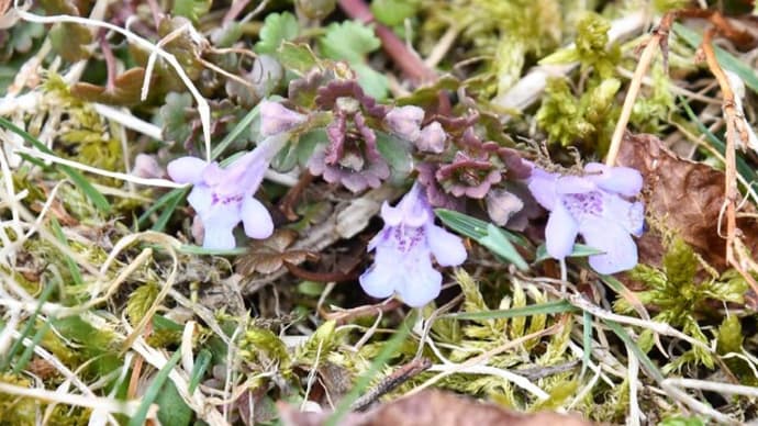 微笑む野の花…