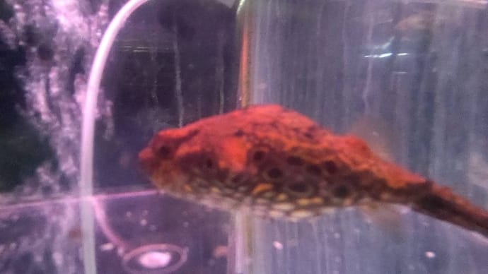 今週の入荷魚 6月1日